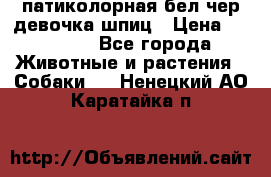 патиколорная бел/чер девочка шпиц › Цена ­ 15 000 - Все города Животные и растения » Собаки   . Ненецкий АО,Каратайка п.